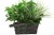 Xtreme Life House Plant Hidden Camera with Built-in WiFi