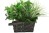 Xtreme Life HD 4K House Plant Hidden Covert Camera DVR